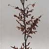 Fagus sylvatica 100 - 125 cm