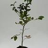 Fagus sylvatica 100 - 125 cm