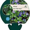 Vinca minor 'Ralph Shugert' Pot 9 cm