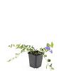 Vinca minor 'Ralph Shugert' Pot 9 cm
