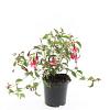 Fuchsia 'Madame Cornelissen' Pot 1,5 liter
