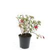 Fuchsia 'Madame Cornelissen' Pot 1,5 liter