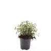 Fuchsia 'Madame Cornelissen' Pot 1,5 liter