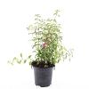 Fuchsia 'Riccartonii' Pot 1,5 liter