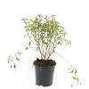 Fuchsia 'Riccartonii' Pot 1,5 liter