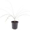 Genista lydia Pot 1,5 liter