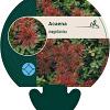 Acaena magellanica Pot 9 cm