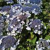 Hydrangea asp. 'Macrophylla' Pot 20 Liter 40 - 60 cm