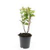 Hypericum androsaemum Pot 1,5 liter