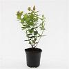 Hypericum androsaemum Pot 1,5 liter