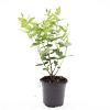 Hypericum androsaemum Pot 1,5 liter