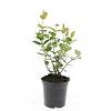 Hypericum androsaemum Pot 1,5 liter