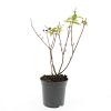 Hypericum androsaemum Pot 1,5 liter