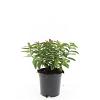 Hypericum calycinum Pot 1,5 liter
