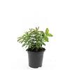 Hypericum calycinum Pot 1,5 liter