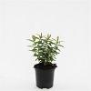 Hypericum calycinum Pot 1,5 liter