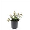 Hypericum dummeri 'Peter Dummer' Pot 1,5 liter