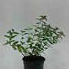 Hypericum dummeri 'Peter Dummer' Pot 1,5 liter