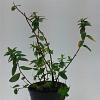 Hypericum dummeri 'Peter Dummer' Pot 1,5 liter
