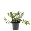 Hypericum dummeri 'Peter Dummer' Pot 1,5 liter