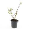 Hypericum dummeri 'Peter Dummer' Pot 1,5 liter