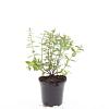 Hypericum dummeri 'Peter Dummer' Pot 1,5 liter