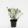 Hypericum dummeri 'Peter Dummer' Pot 1,5 liter
