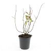 Hypericum i. 'Annebel' Pot 1,5 liter