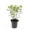 Hypericum i. 'Annebel' Pot 1,5 liter