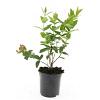 Hypericum i. 'Annebel' Pot 1,5 liter
