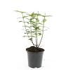 Hypericum i. 'Autumn Blaze' Pot 1,5 liter