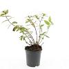 Hypericum i. 'Autumn Blaze' Pot 1,5 liter