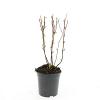 Hypericum i. 'Beauty' Pot 1,5 liter