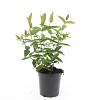 Hypericum i. 'Beauty' Pot 1,5 liter