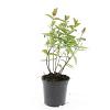 Hypericum i. 'Beauty' Pot 1,5 liter