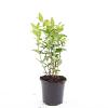 Hypericum i. 'Beauty' Pot 1,5 liter