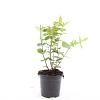 Hypericum i. 'Excellent Flair' Pot 1,5 liter