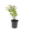 Hypericum i. 'Excellent Flair' Pot 1,5 liter