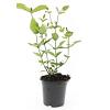 Hypericum i. 'Excellent Flair' Pot 1,5 liter