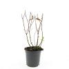 Hypericum i. 'Excellent Flair' Pot 1,5 liter