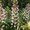 Acanthus mollis 'Rue Ledan' Pot 9 cm