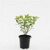 Hypericum inod. Magical Sunshine Pot 1,5 liter