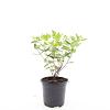 Hypericum inod. Magical Sunshine Pot 1,5 liter