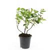Hypericum inod. Magical Beauty Pot 1,5 liter