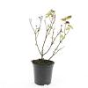 Hypericum inod. Magical Beauty Pot 1,5 liter