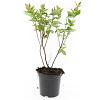 Hypericum inod. Magical Beauty Pot 1,5 liter