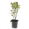 Hypericum inod. Magical Red Pot 1,5 liter