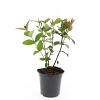 Hypericum inod. Magical Red Pot 1,5 liter