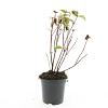Hypericum inod. Magical Red Pot 1,5 liter