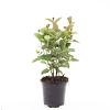 Hypericum inod. Magical Red Pot 1,5 liter